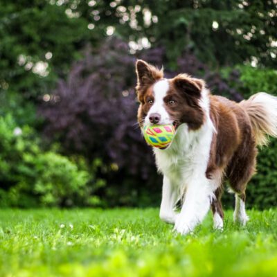 Hund spielt mit Ball Foto: Anna Dutkova