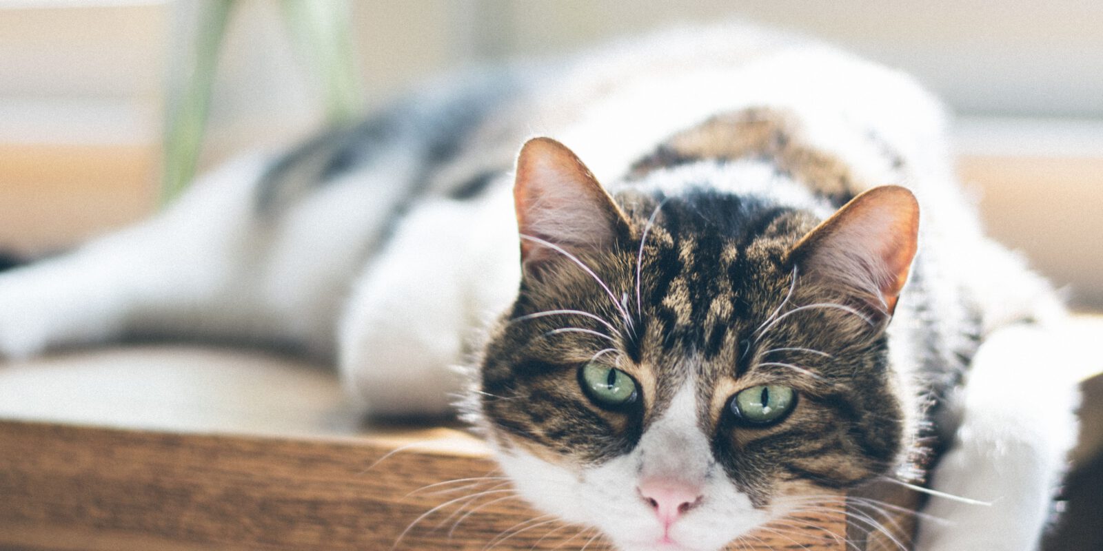 Wenn die Katze scheinbar grundlos abnimmt, kraftlos und müde ist, kann das ein erstes Warn-signal für eine Nierenschwäche sein und der Katzenhalter sollte handeln. Foto: Nathan Fertig