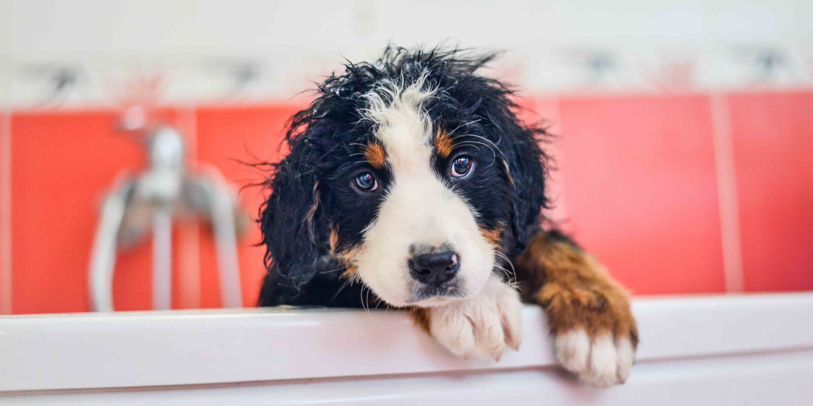 Hund in Badewanne