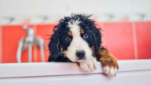 Hund in Badewanne