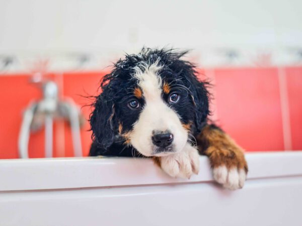 Hund in Badewanne