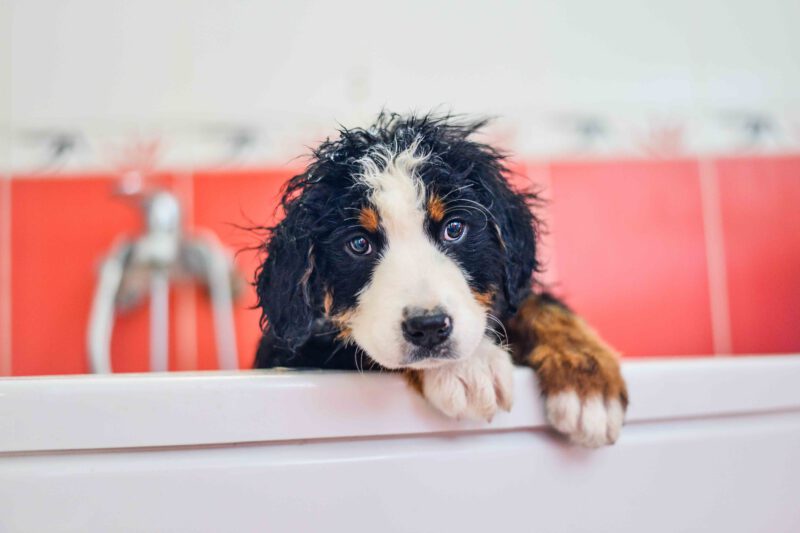 Hund in Badewanne