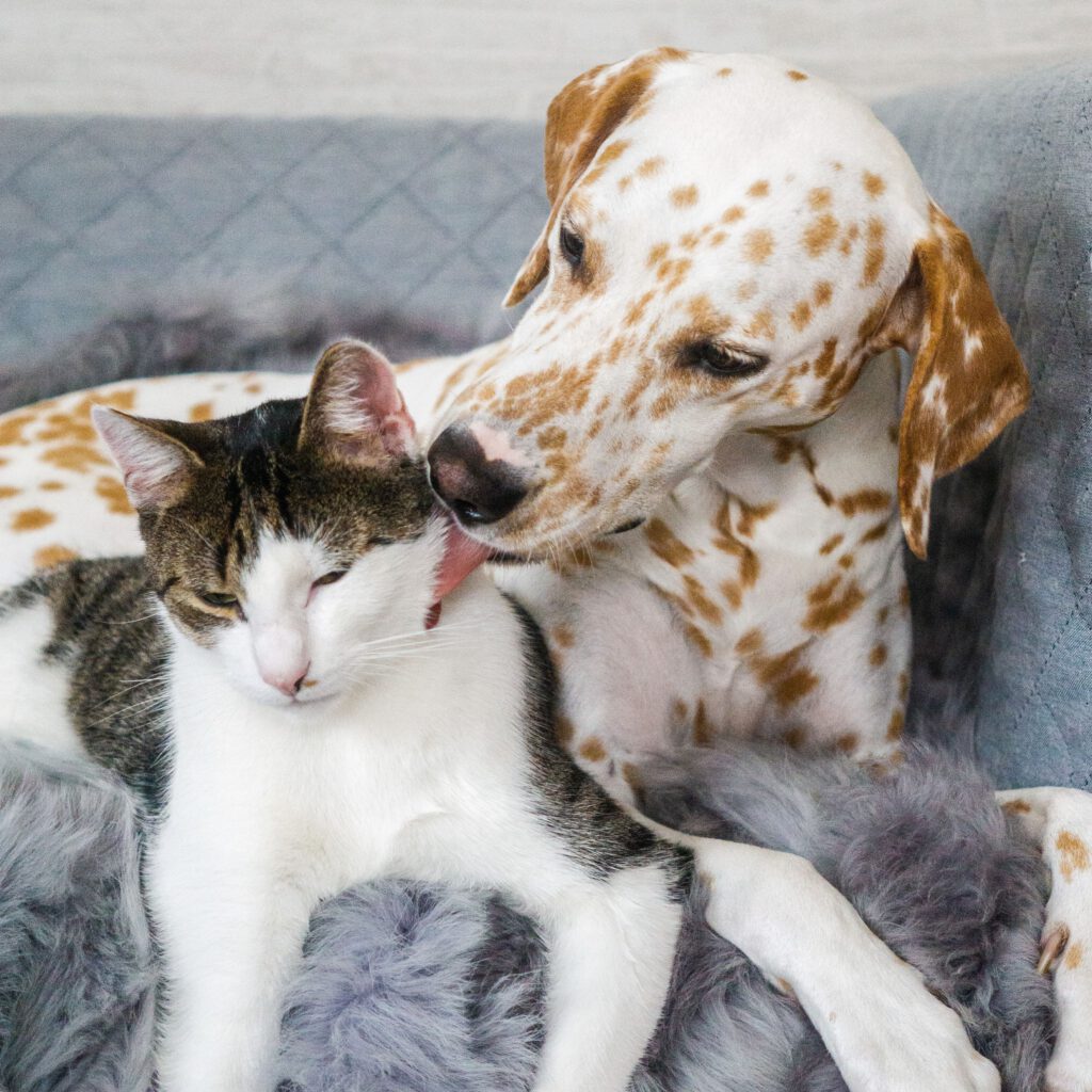 Hund und Katze