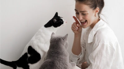 Katze