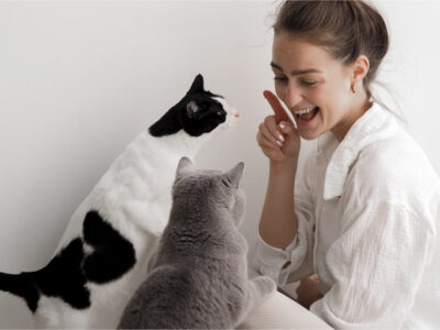 Katze