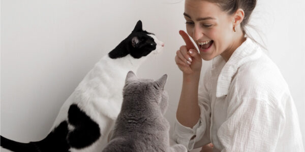 Katze