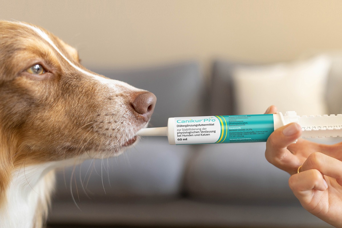 Canikur® Pro für Hunde auf Reisen Hund blickt auf eine Tube Canikur® Pro, die ihm zur Unterstützung der Darmgesundheit angeboten wird.