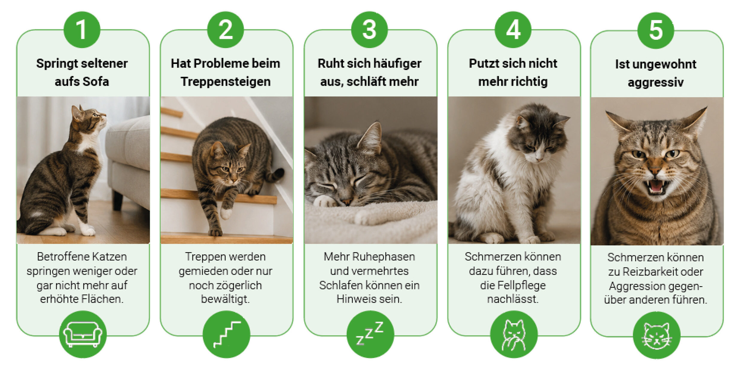 5 Anzeichen für Arthrose bei Katzen Infografik mit fünf möglichen Anzeichen für Arthrose bei Katzen, darunter weniger Springen, Probleme beim Treppensteigen und verändertes Verhalten.