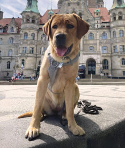 Labradorhündin Holly vor Gebäude in Hannover Labradorhündin Holly sitzt vor einem historischen Gebäude in Hannover und blickt aufmerksam in die Kamera.