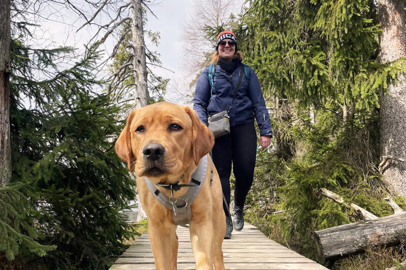 Labradorhündin Holly läuft vor ihrer Halterin Jessica Stiller auf einem Holzsteg durch den Wald. Jessica arbeitet bei AGILA und nimmt Holly regelmäßig mit ins Büro