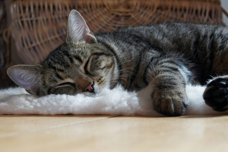 Schlafende getigerte Katze