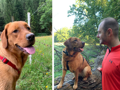 Labradorhündin Lindsay auf einer Blumenwiese und gemeinsam mit Hundetrainer Martin im Wald. Der Artikel zeigt, wie Hunde durch Ruhe, klare Kommunikation und gezieltes Training besser ausgelastet werden.