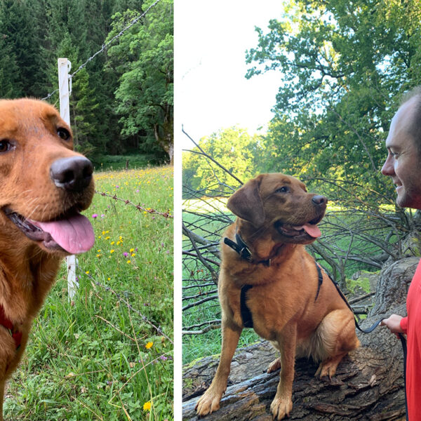 Labradorhündin Lindsay auf einer Blumenwiese und gemeinsam mit Hundetrainer Martin im Wald. Der Artikel zeigt, wie Hunde durch Ruhe, klare Kommunikation und gezieltes Training besser ausgelastet werden.