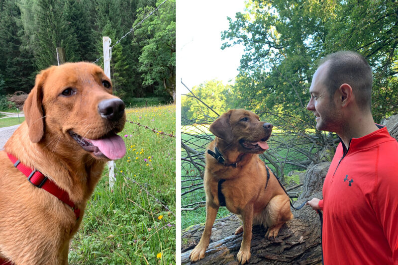 Labradorhündin Lindsay auf einer Blumenwiese und gemeinsam mit Hundetrainer Martin im Wald. Der Artikel zeigt, wie Hunde durch Ruhe, klare Kommunikation und gezieltes Training besser ausgelastet werden.