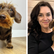 Kaninchenrauhaardackel Parma steht auf einem Holzboden und wird auf einem zweiten Bild von Frauchen Tina im Arm gehalten.