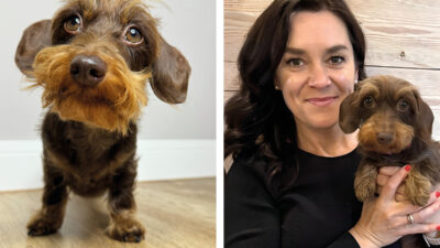 Kaninchenrauhaardackel Parma steht auf einem Holzboden und wird auf einem zweiten Bild von Frauchen Tina im Arm gehalten.
