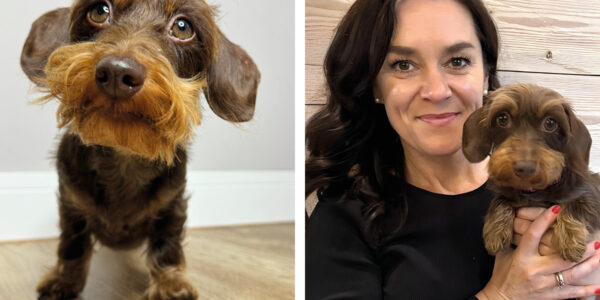 Kaninchenrauhaardackel Parma steht auf einem Holzboden und wird auf einem zweiten Bild von Frauchen Tina im Arm gehalten.